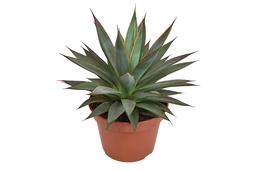 Agave Shaka Koko, D 15