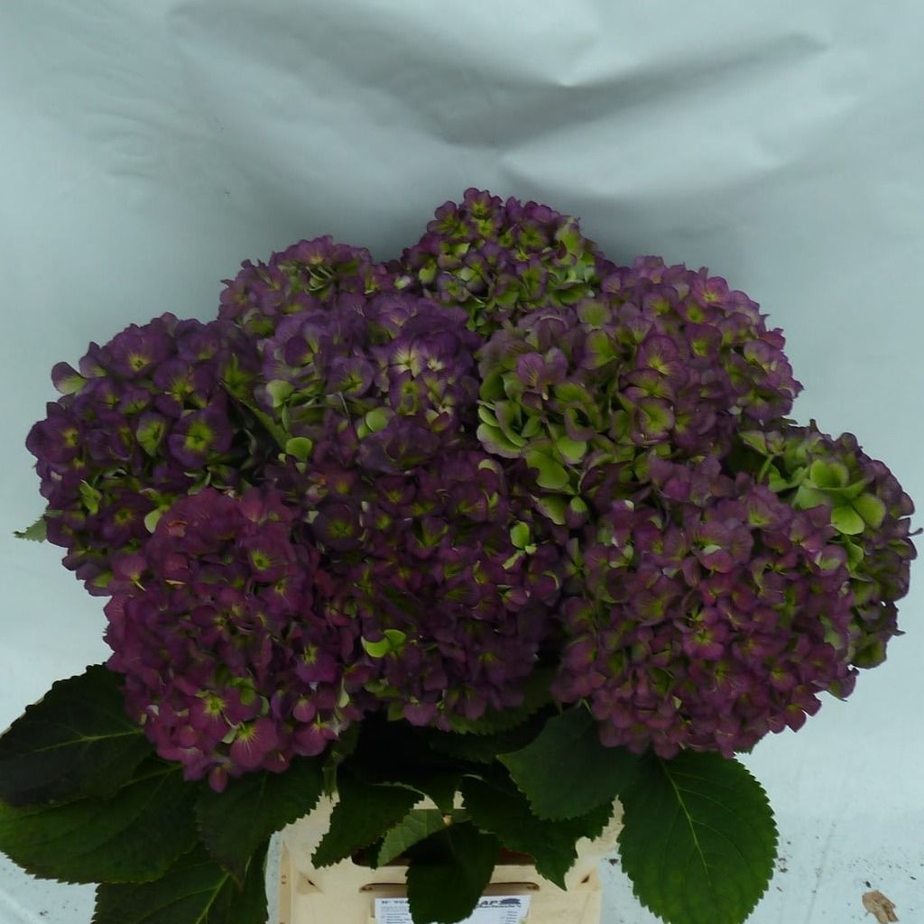 Гортензия Верена Блю Классик 65 (зелено-голуб.), шт.