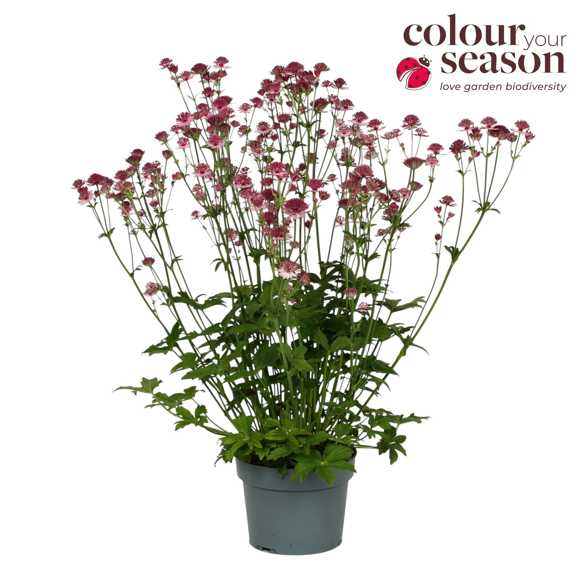 Astrantia Roma P19, D 19