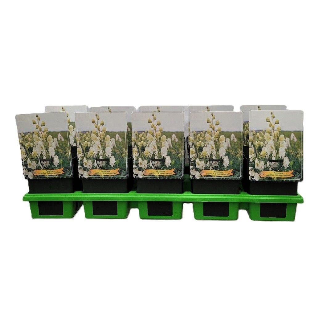 Aconitum 'Schneewittchen' P11, D 11