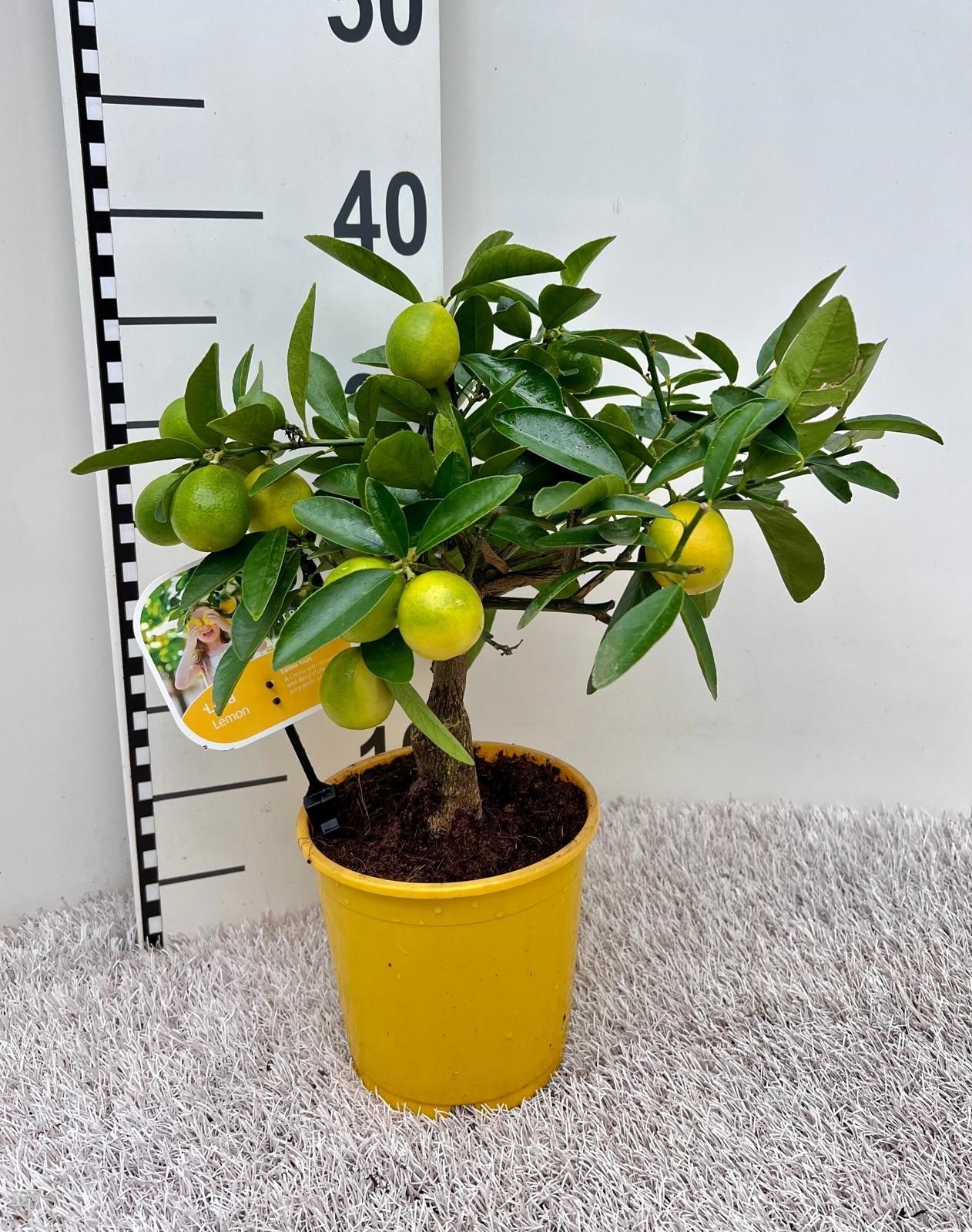 Citrus eustis Limonella medi-stem, D 14