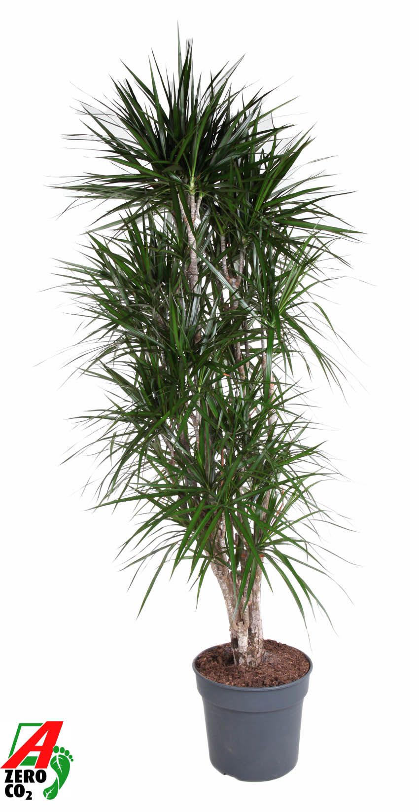 Dracaena Marginata vertakt P40, D 40