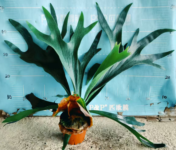 Блечнум ориентале А стагхорн папоротник 12 50