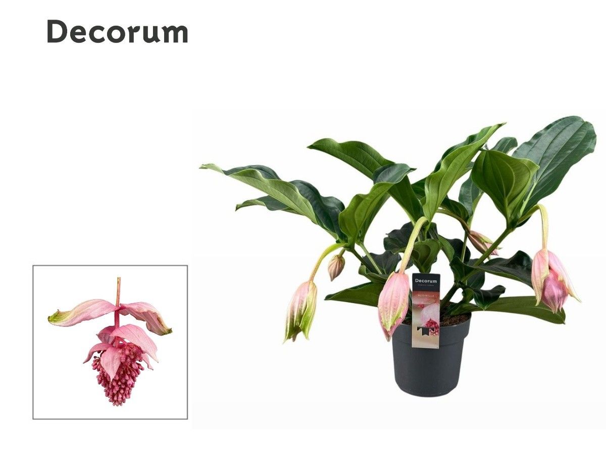 Medinilla Magnifica 2 etage 5 knop (Decorum), D 17