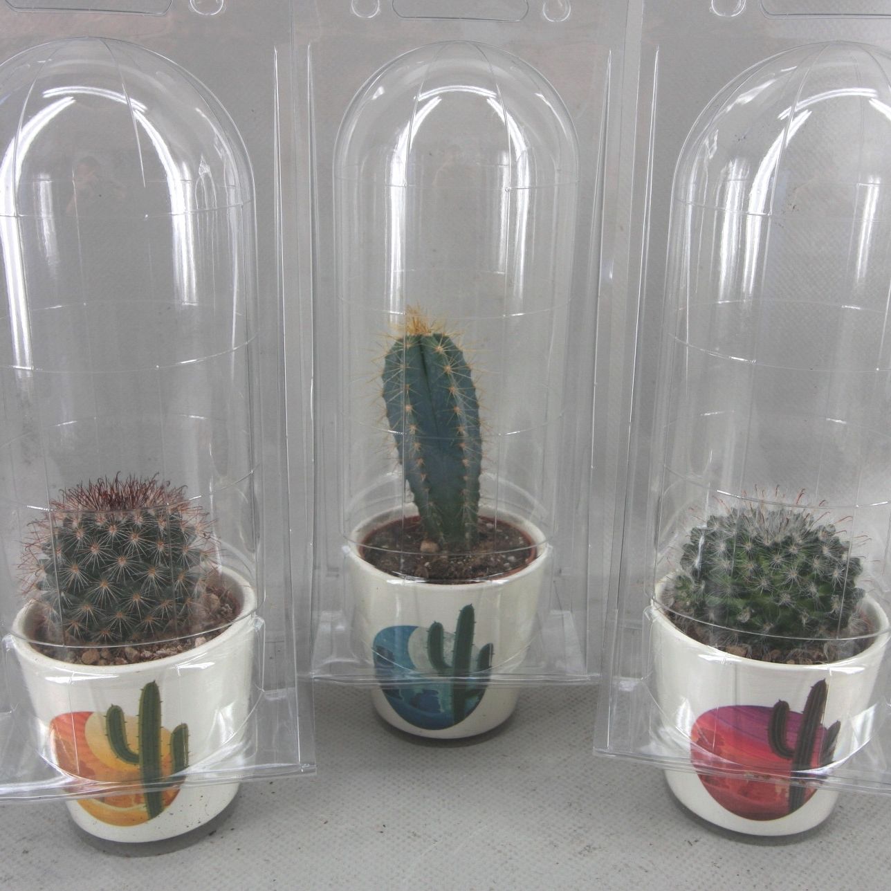 362 Rising Sun soloblister cac 6,5 cm, D 8