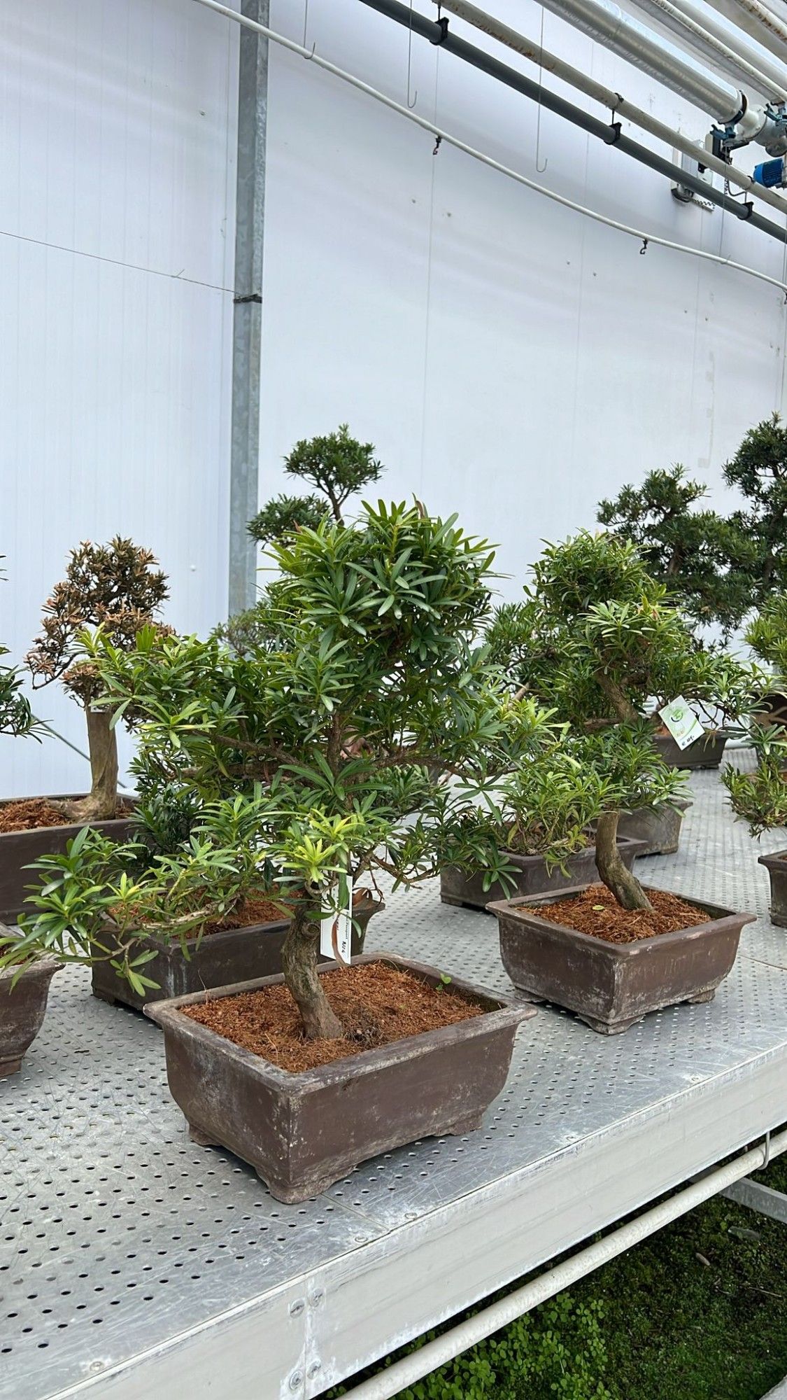 Podocarpus macrophylla, 35cm., shape, D 35 cm