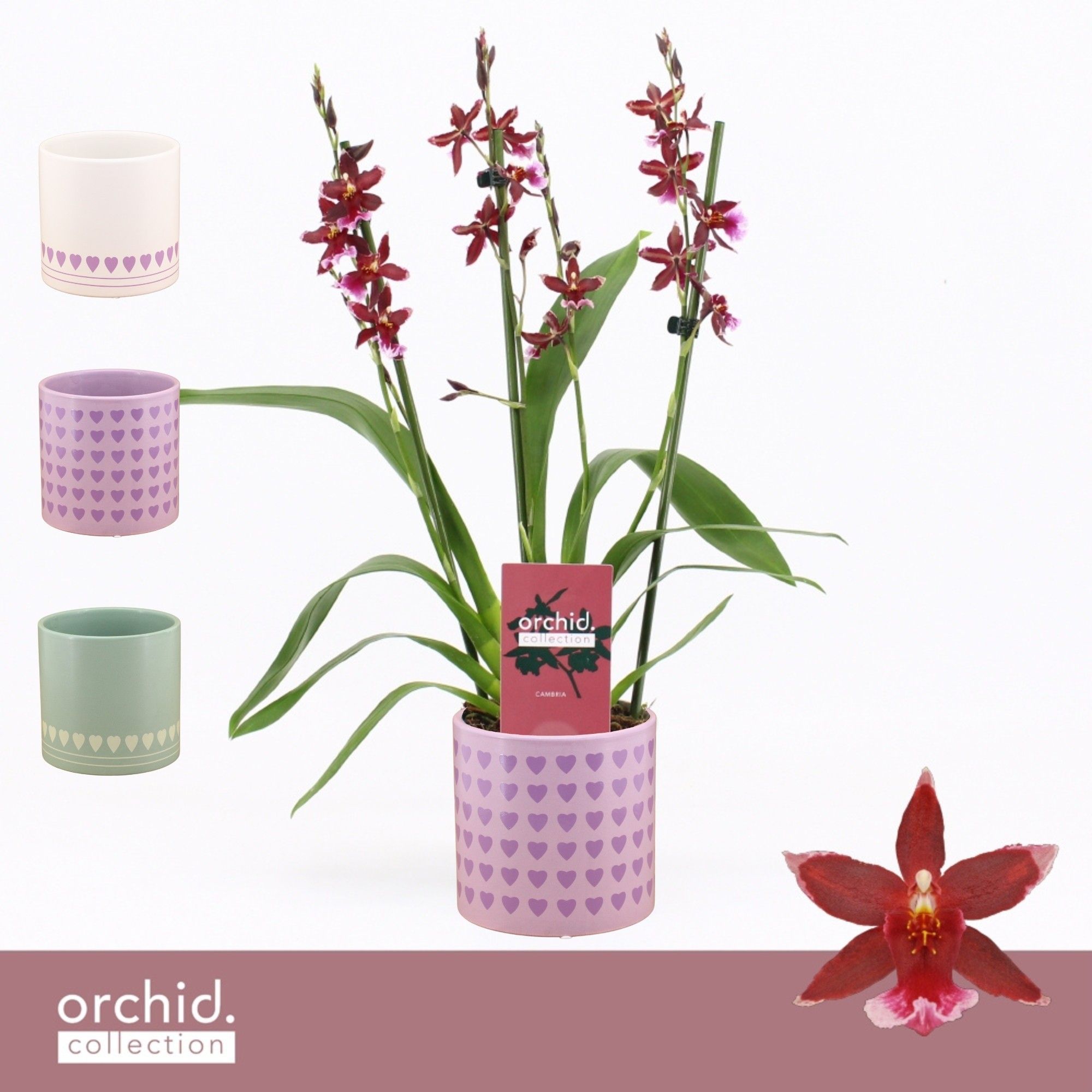 Barrocco Red, 3/4-spike Compact in Horizon Love 'Orchid Collection', D 12