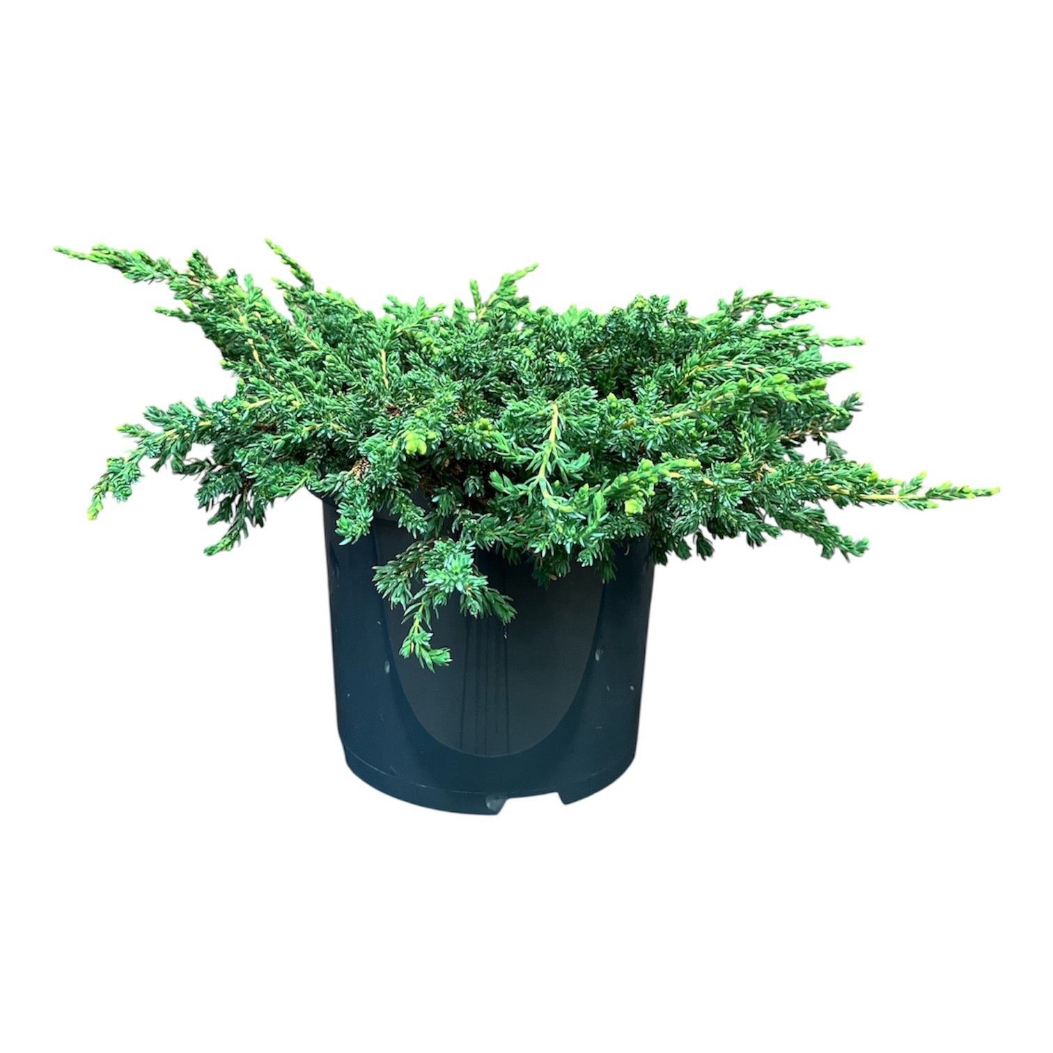 Juniperus communis 'Ristol', D 23 cm
