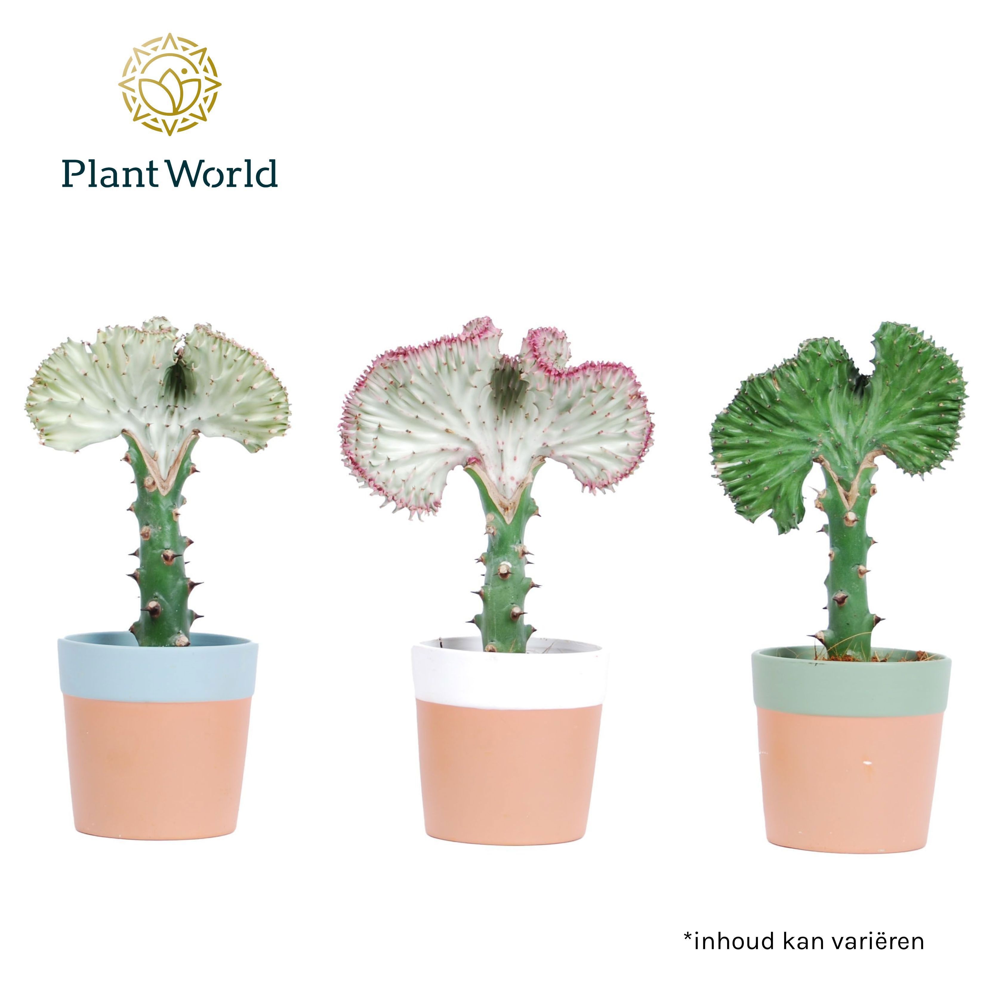 Euphorbia lactea 'Cristata' met keramiek Romy, D 10,5 cm Euphorbia lactea 'Cristata' met keramiek Romy, D 10,5 cm
