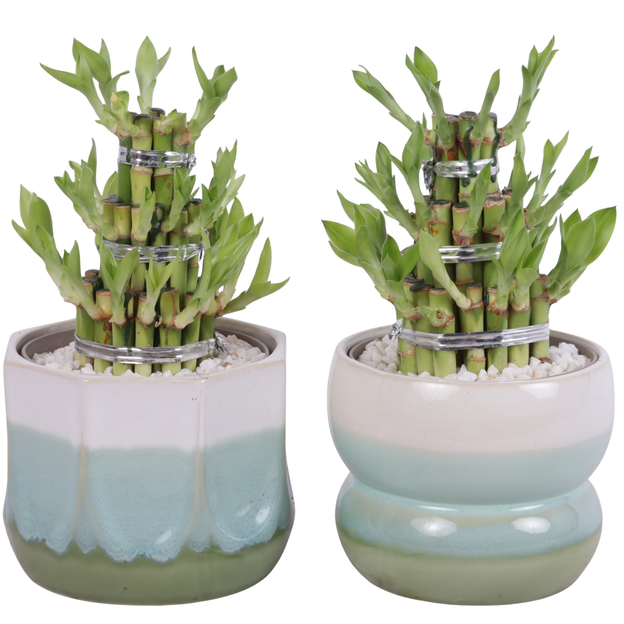 Lucky Bamboo Shape Round 3S Ø15cm Ceramic FB675, D 15