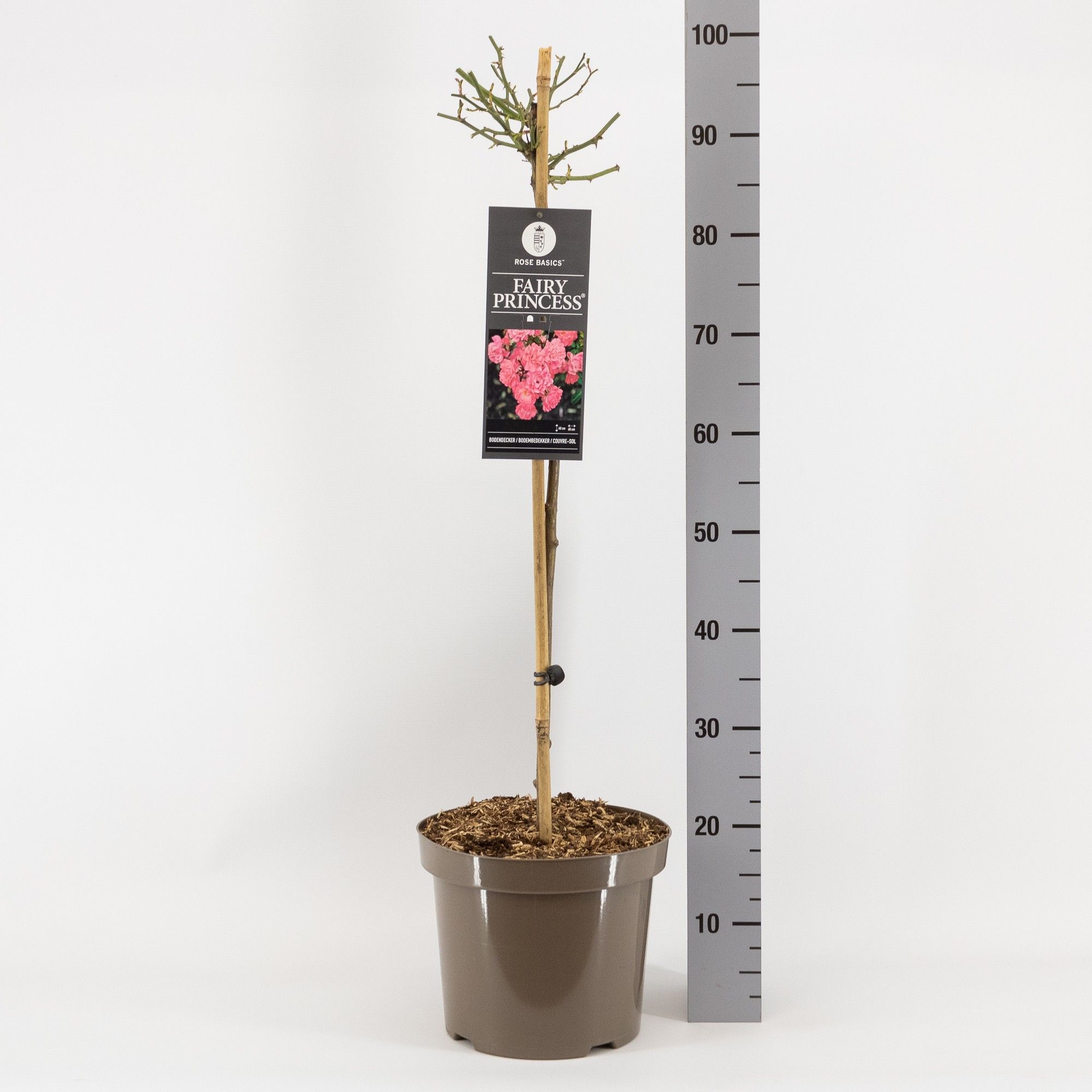 Rosa (P) Fairy Princess ®, stam 70, C7.5, D 26