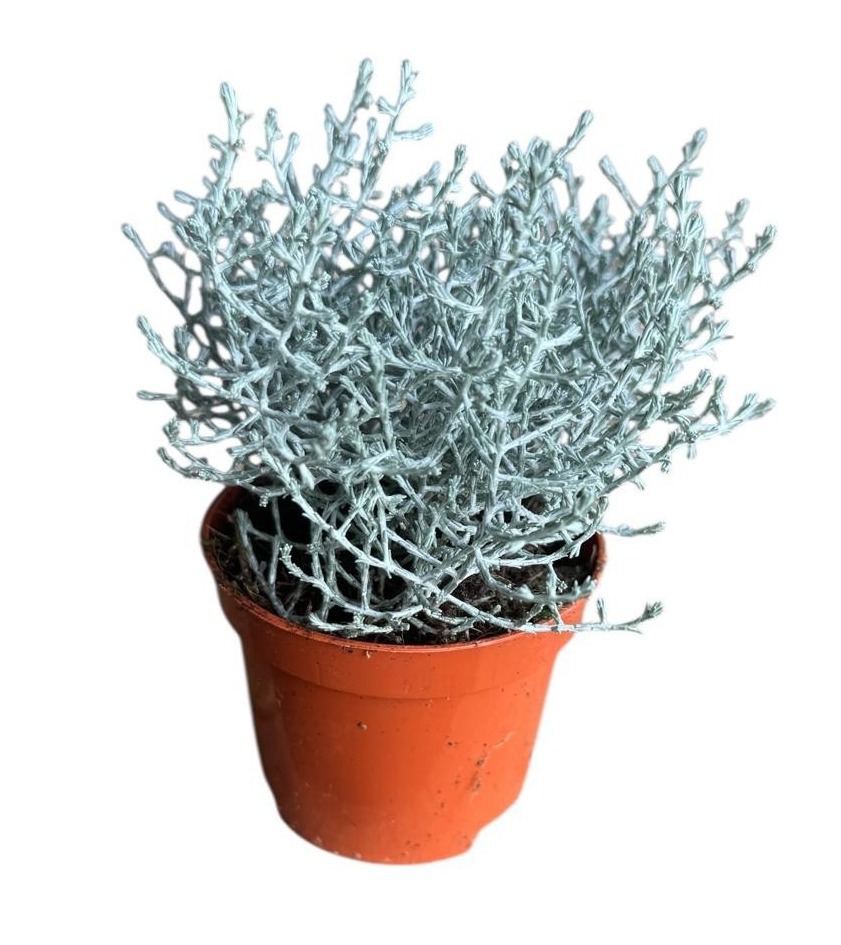 Calocephalus brownii, D 9