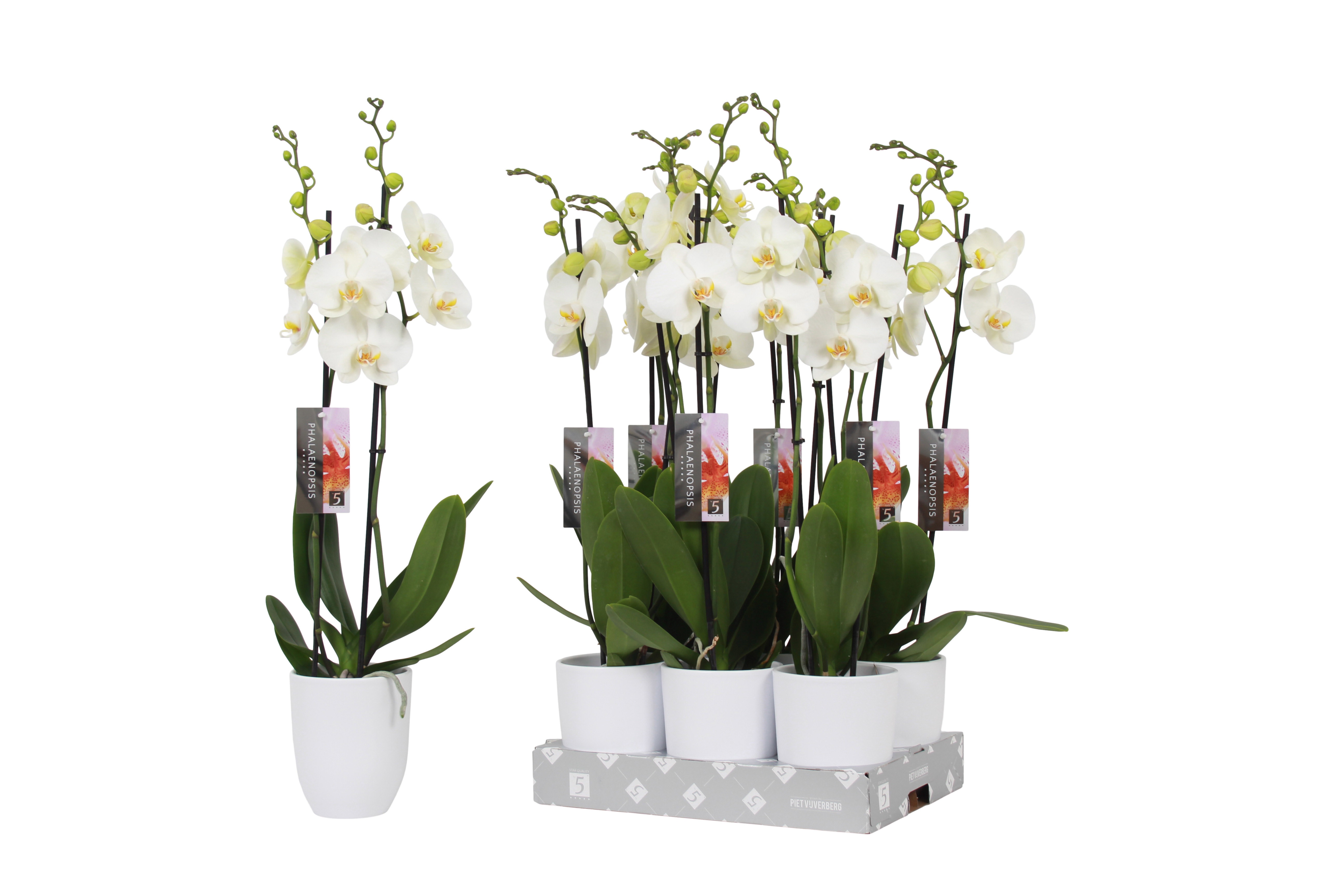 Phalaenopsis White, 2-spike White Ceramics, D 12