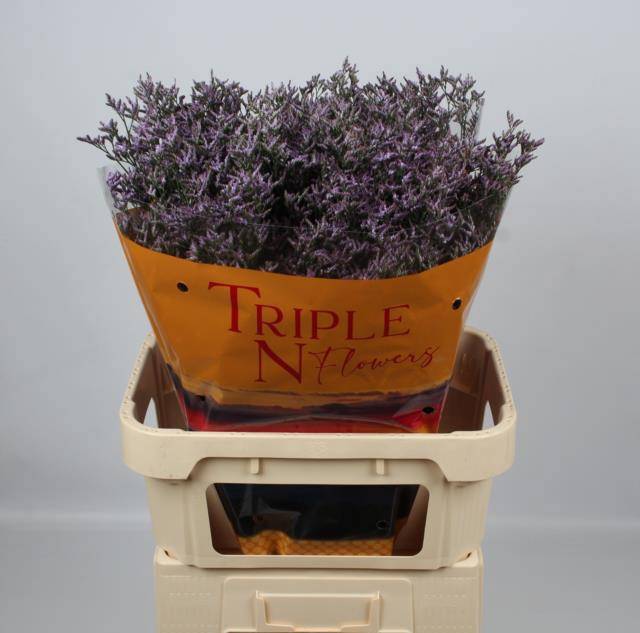 Лимониум Сафора Лилак 80, шт.