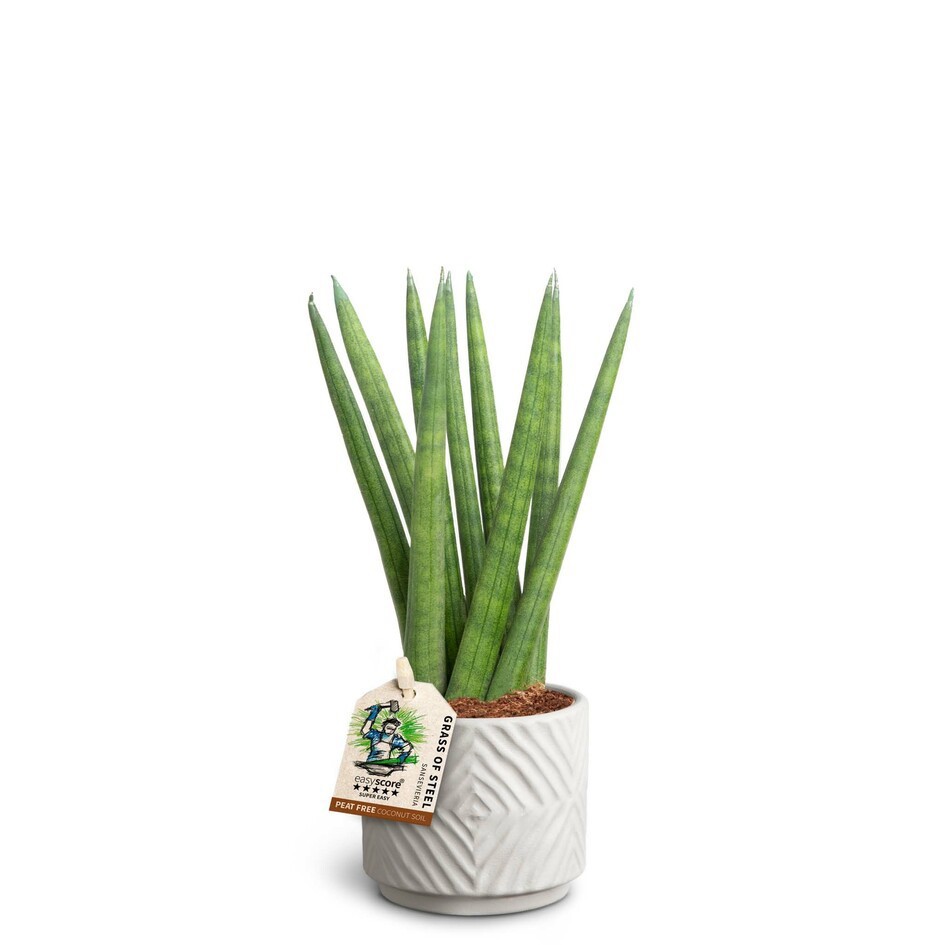 SANSEVIERIA CYLINDRICA 40631625 Dune Spaghetti, D 7 cm