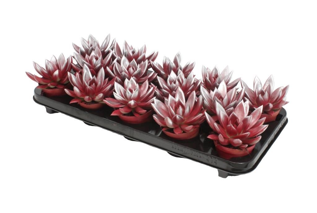 Miranda bicoloured red/silver, D 8,5