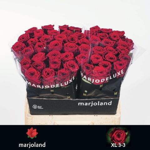 Роза од. Рэд Наоми 60, шт.