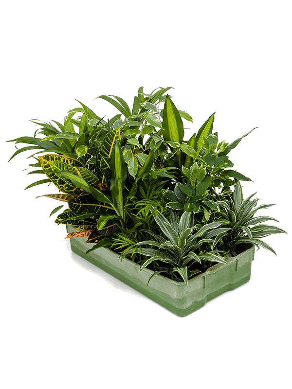 Hydro mix 14/tray, D 11