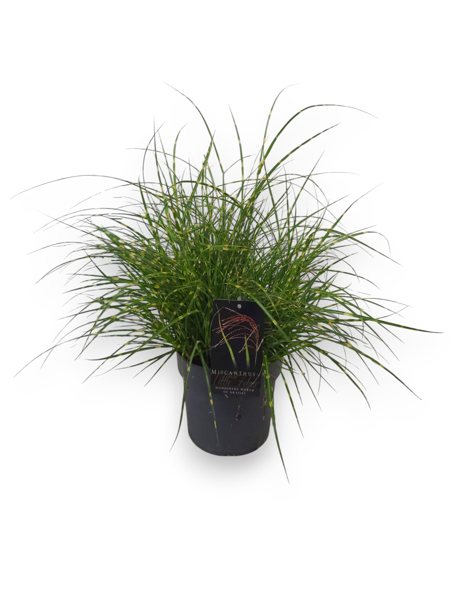 Miscanthus sin. 'Little Zebra' C3/P19, D 19