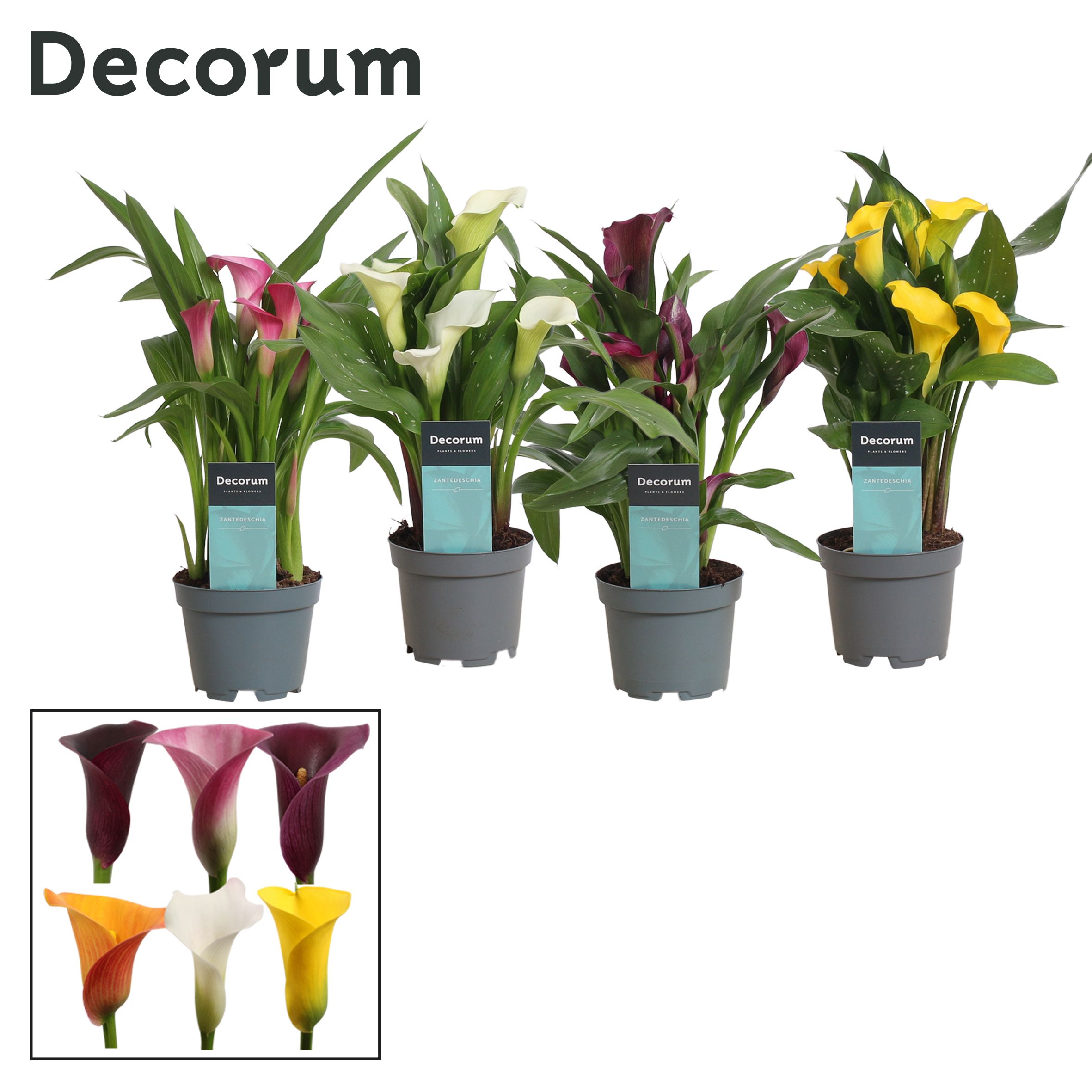 Zantedeschia (Calla) Mix (Decorum), D 10,5