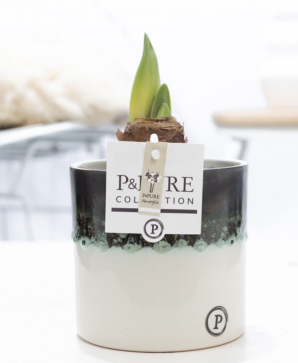 Hippeastrum white in P&PURE Illusion cer.perfectly imperfectable, D 12
