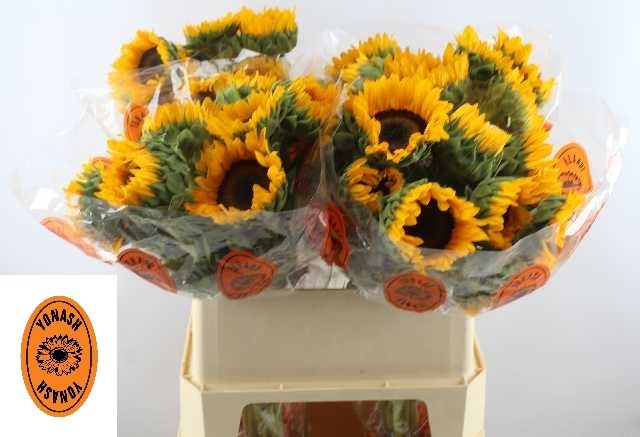 Гелиантус Оранж Фае 80, шт.