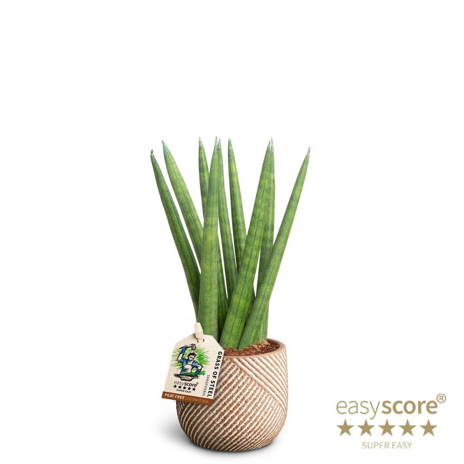 SANSEVIERIA CYLINDRICA 40631642 Grove Spaghetti, D 7 cm