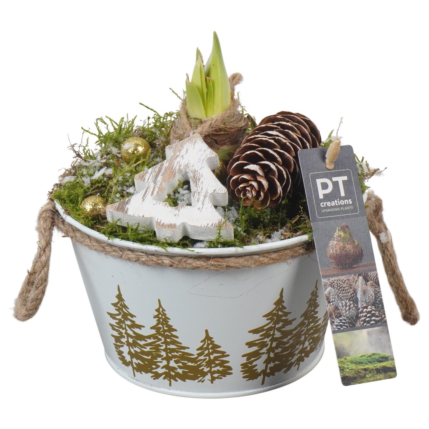 PTACH5863 Arrangement Amaryllis Christmas in metalen pot, D 18 cm PTACH5863 Arrangement Amaryllis Christmas in metalen pot, D 18 cm