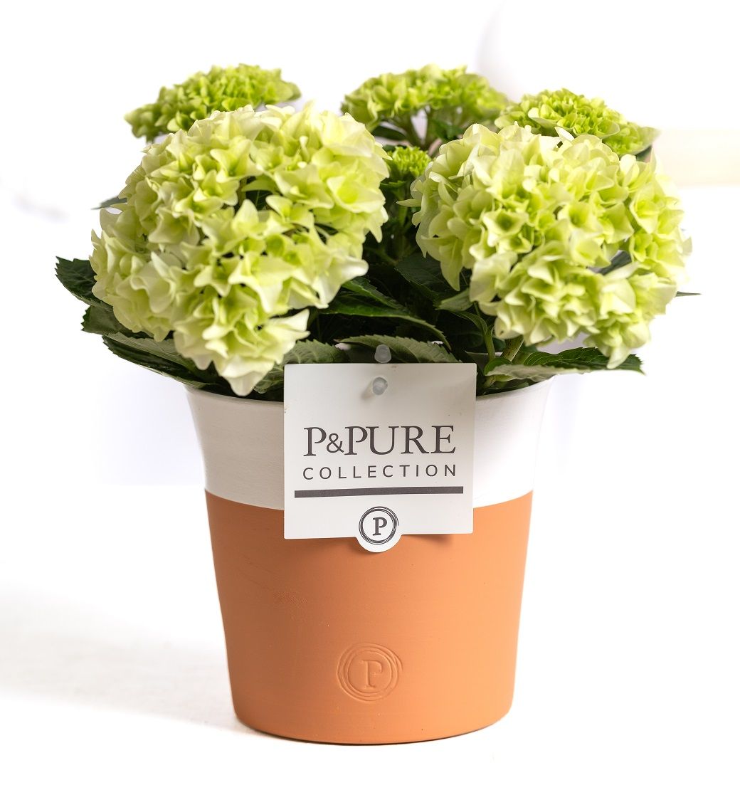 Hydrangea white in P&PURE Terra Cotta 4 white, D 10