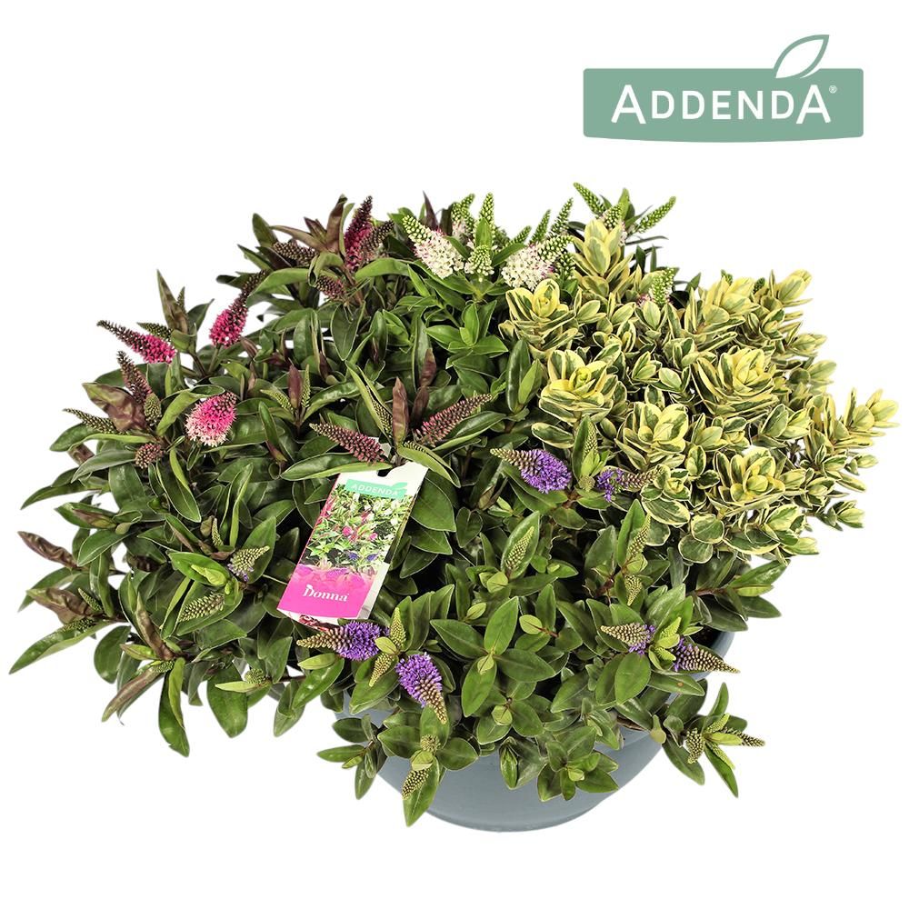 Hebe Addenda® Donna® Quattro Groen + Bont P30, D 30