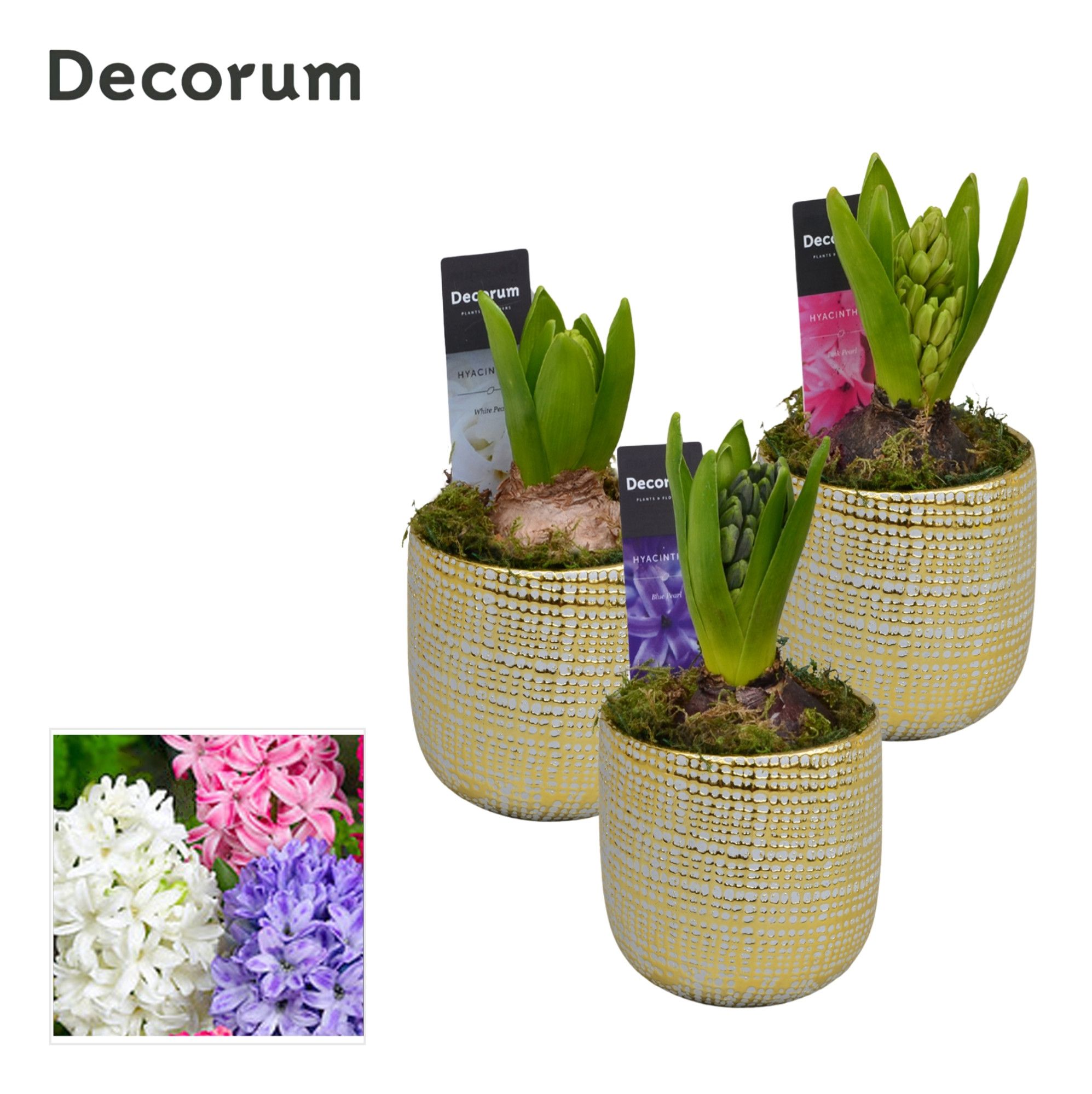 Hyacint Alivio Gold Mini HL14980 [PURE], D 9