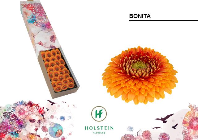 Гермини Помпон Бонита x60, шт.