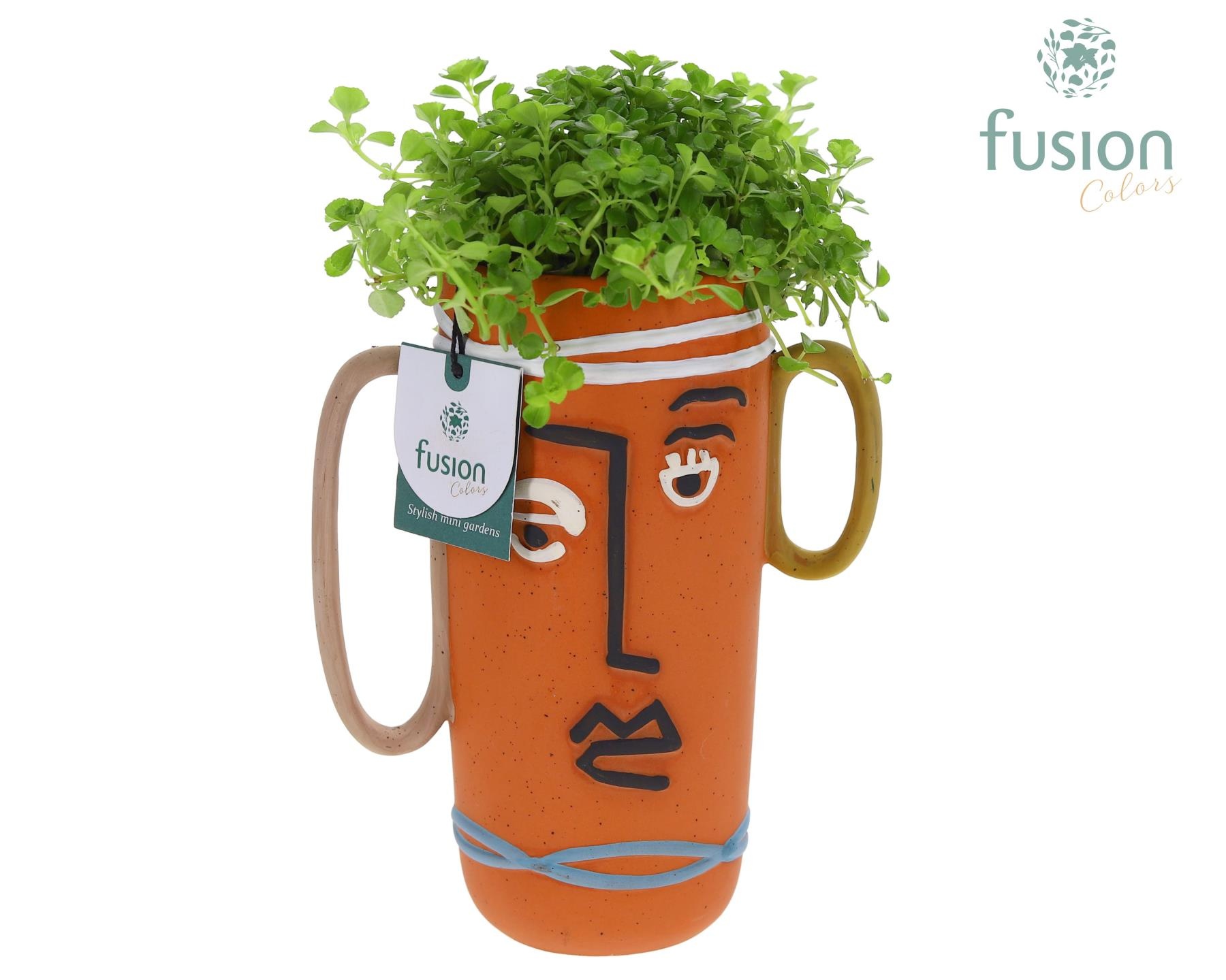 Terracotta Facepot met Pilea, D 10