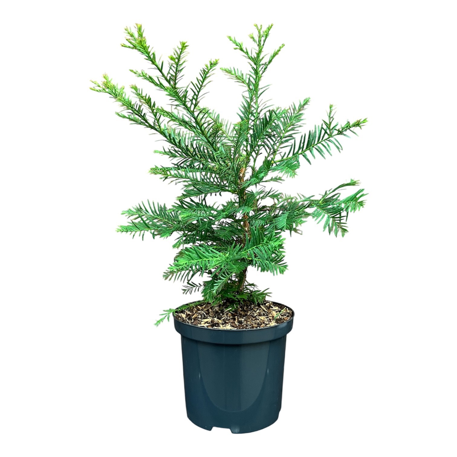 Sequoia sempervirens, D 18