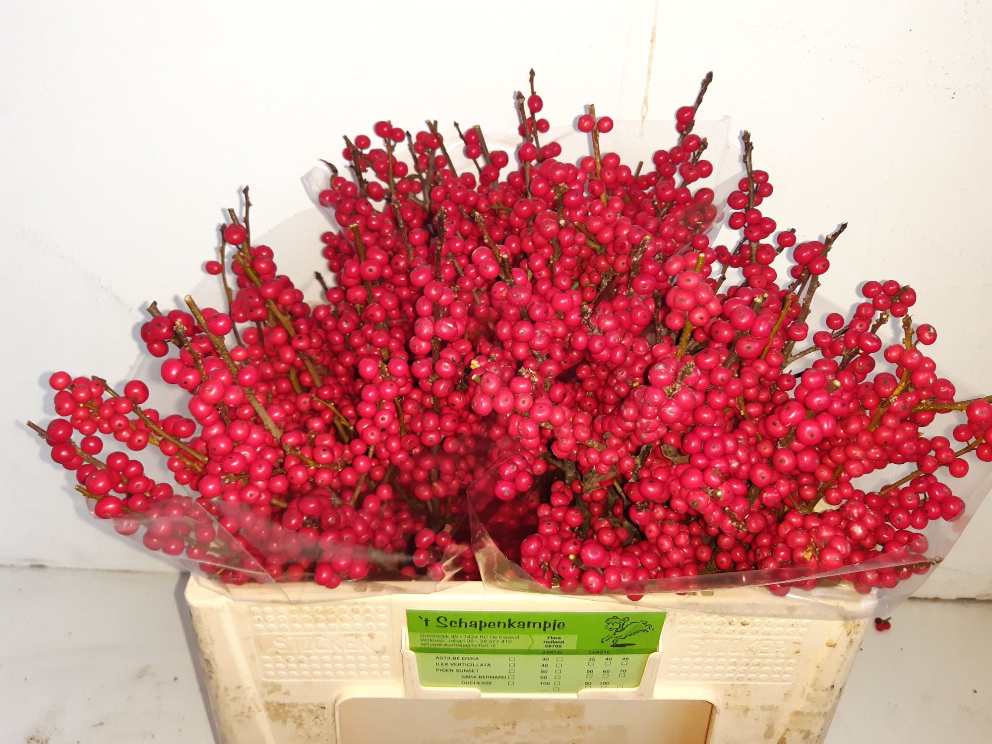 Илекс Красные ягоды 50, шт.