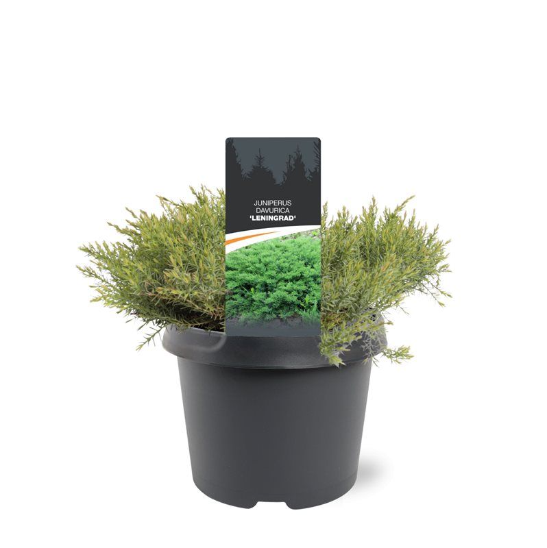 Juniperus davurica 'Leningrad', D 19 cm Juniperus davurica 'Leningrad', D 19 cm