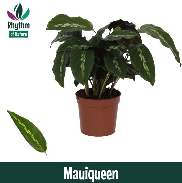 Calathea 12cm Mauiqueen - Rhythm of Nature, D 12