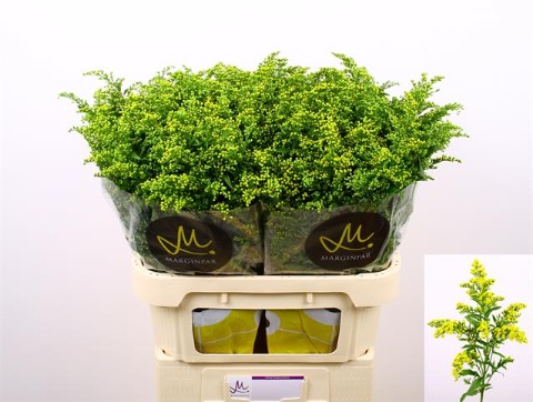 Солидаго Карзан Глори 80 (желт.), шт.