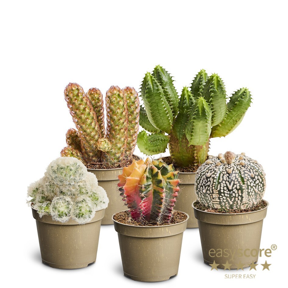 Cactus Special Mix, D 6 cm
