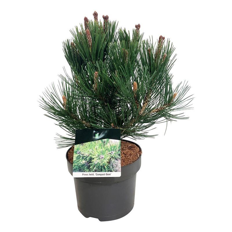Pinus held. 'Compact Gem', D 21
