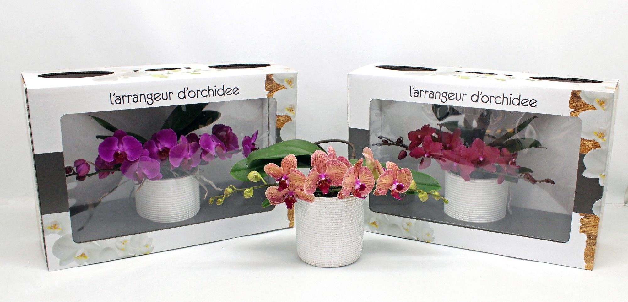 L'arrangeur D'orchidee Gemengd (GROEN), D 12 cm