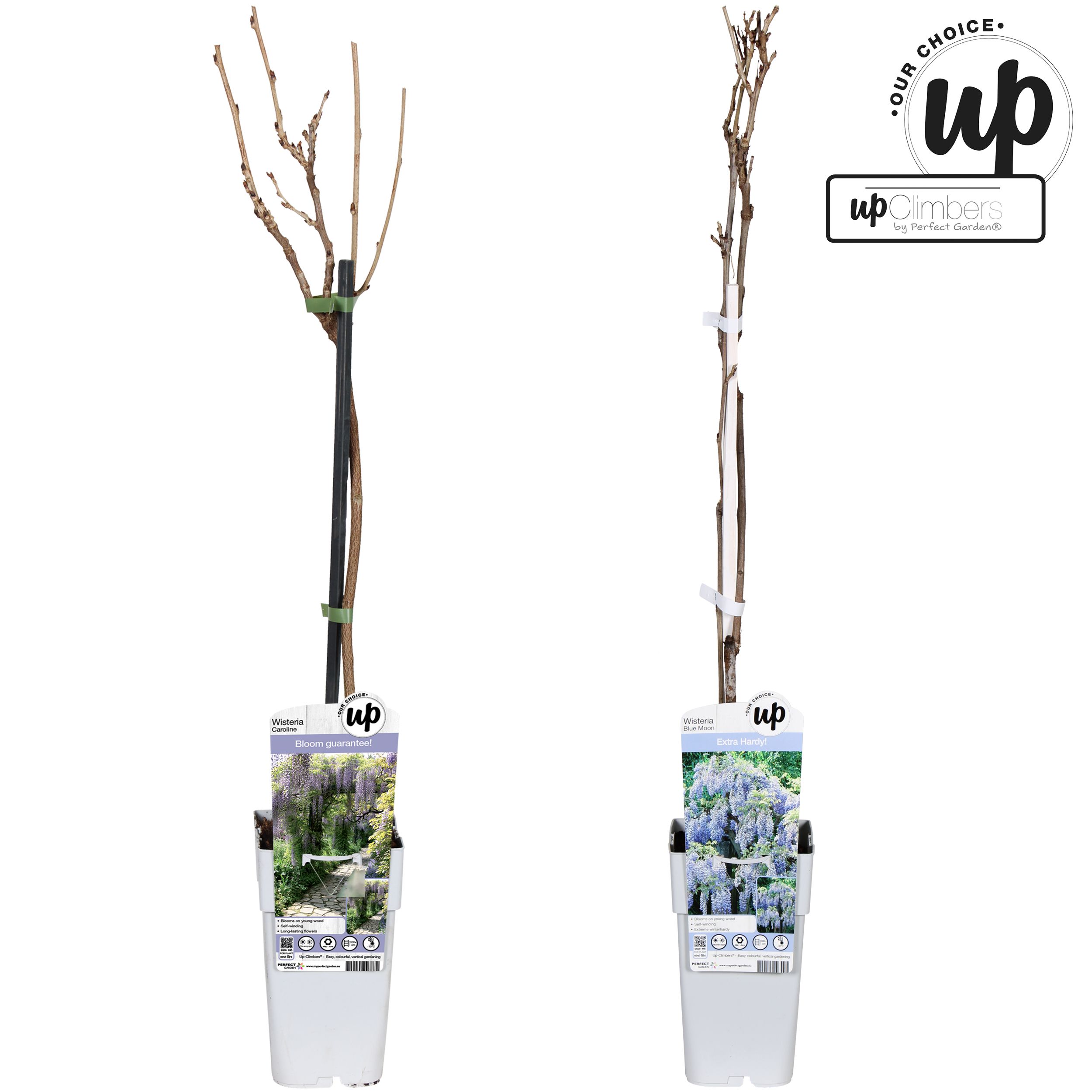 Wisteria Our Choice mix laag P15, D 15 cm