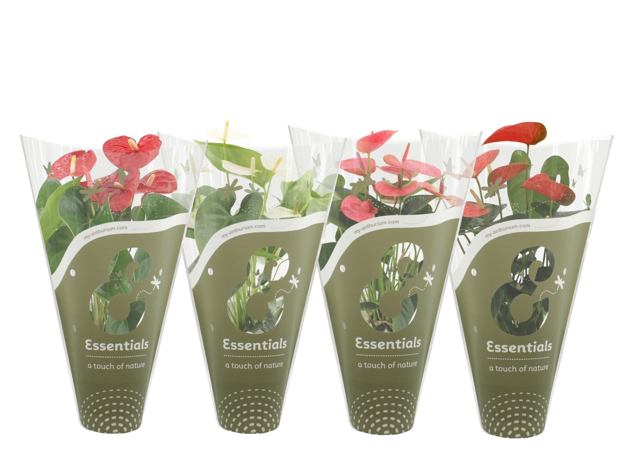 Anthurium 14 cm 4 color mix in Essentials sleeve, D 14