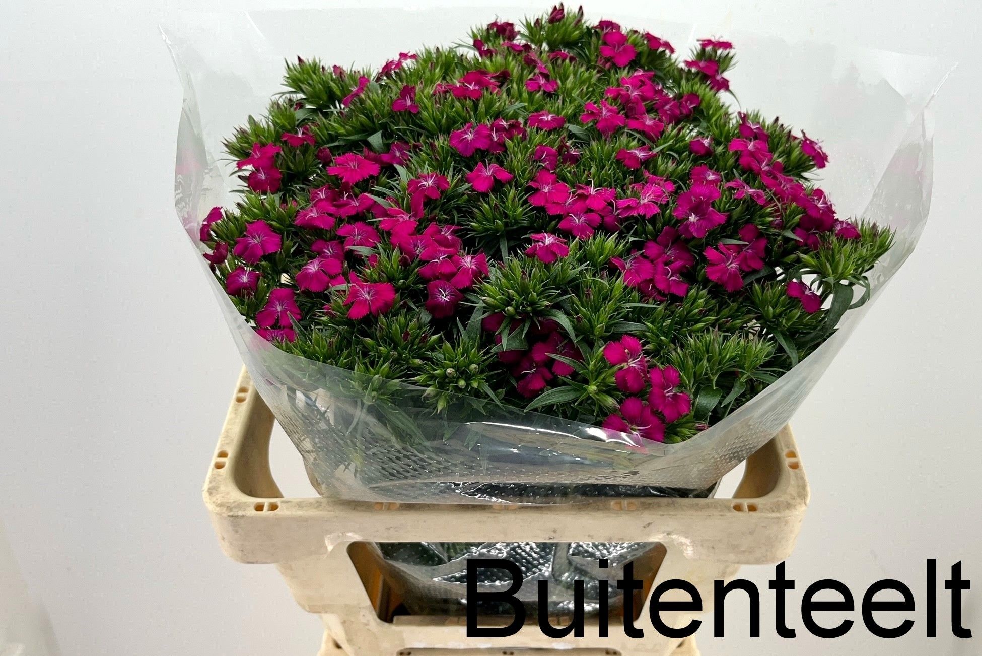 Диантус Барбатус Амазон Неон Черри 55, шт.