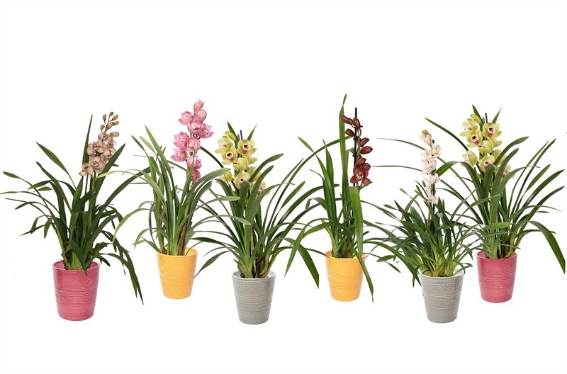 Zoe p12 tribal safari mix Cymbidium mix 1T05+, D 12 cm