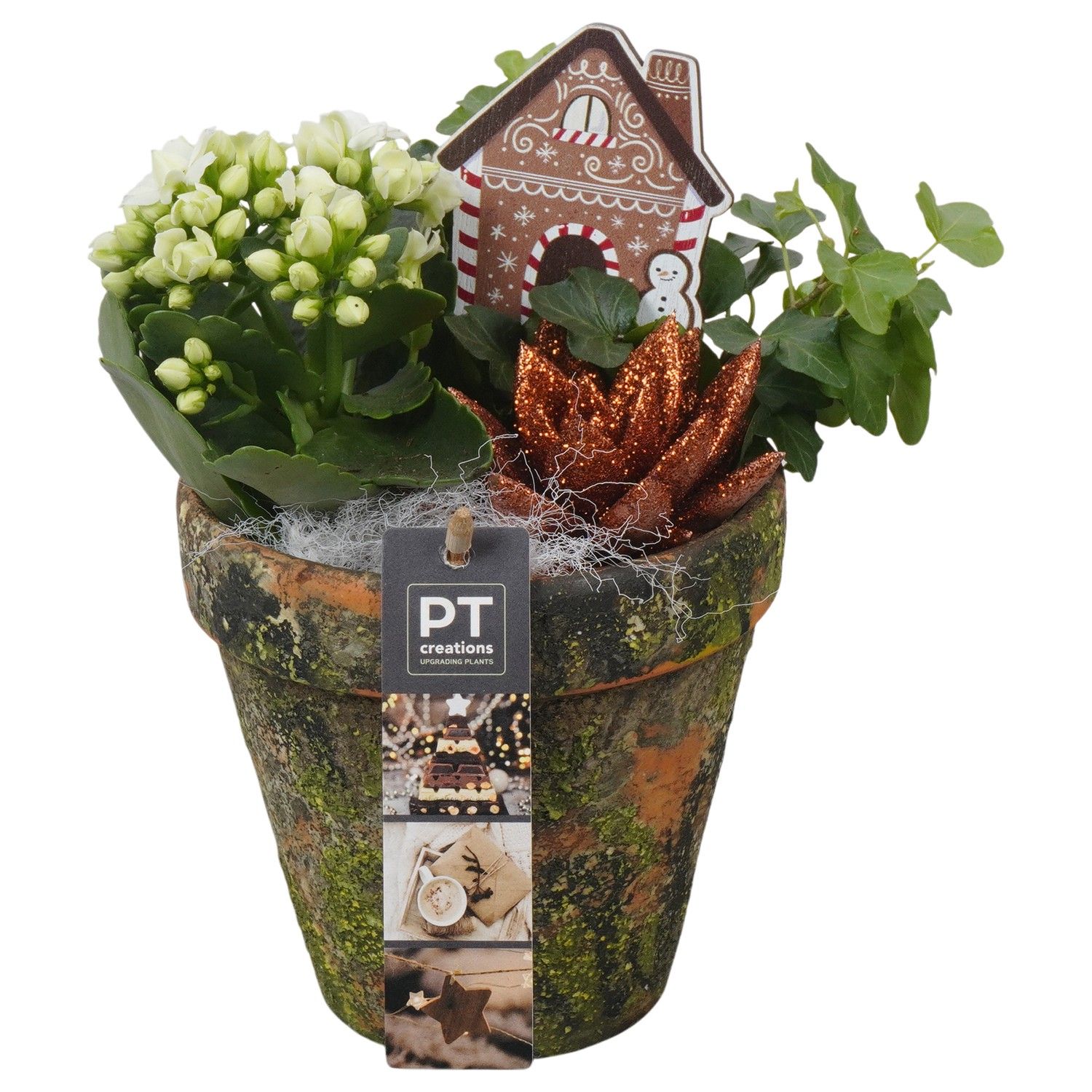 PTCHB9777 Arrangement Christmas Bronze in terracotta pot, D 13 cm