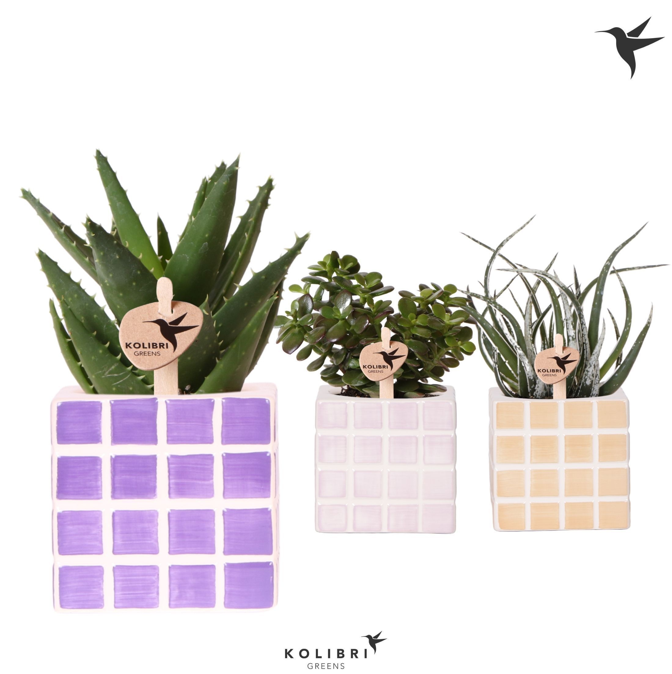 Kolibri Greens Succulenten mix in Mosa pot pink mix, D 9