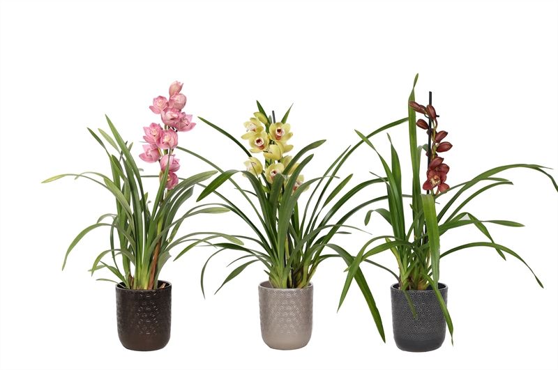 Vera p12 symmetric mix Cymbidium mix 1T05+, D 12
