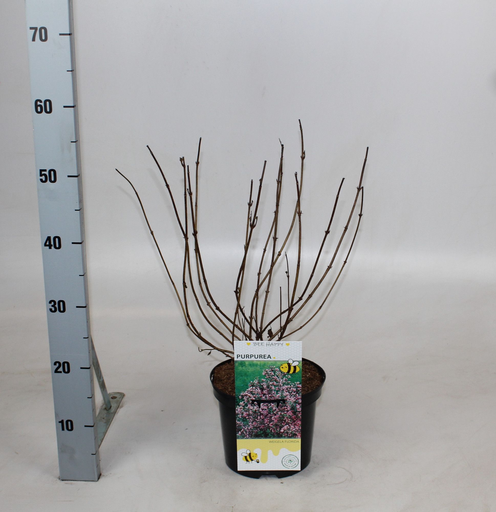 Weigela florida 'Purpurea', D 19