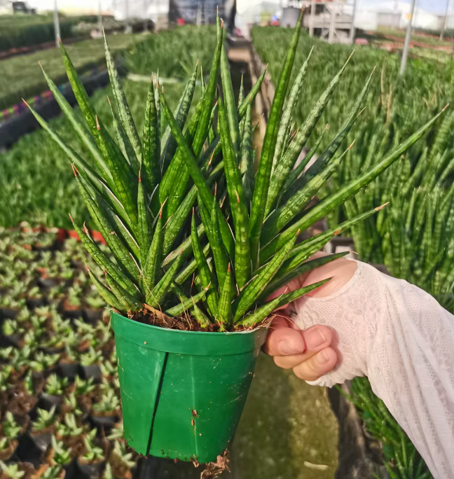 Кактус Фокс тейл 12 27